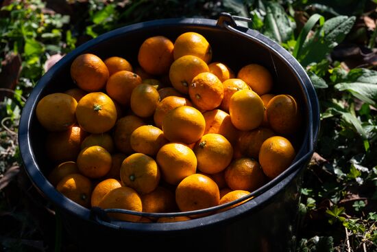 Abkhazia Agriculture Mandarines Harvesting