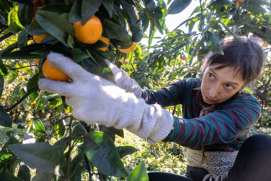 Abkhazia Agriculture Mandarines Harvesting