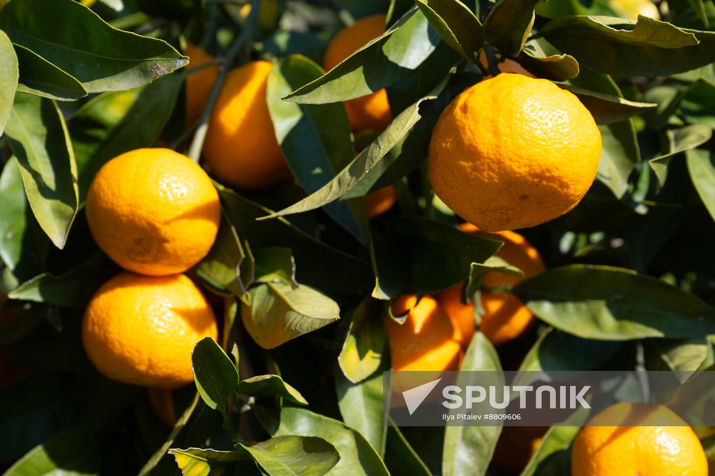 Abkhazia Agriculture Mandarines Harvesting