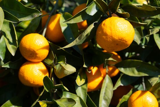Abkhazia Agriculture Mandarines Harvesting
