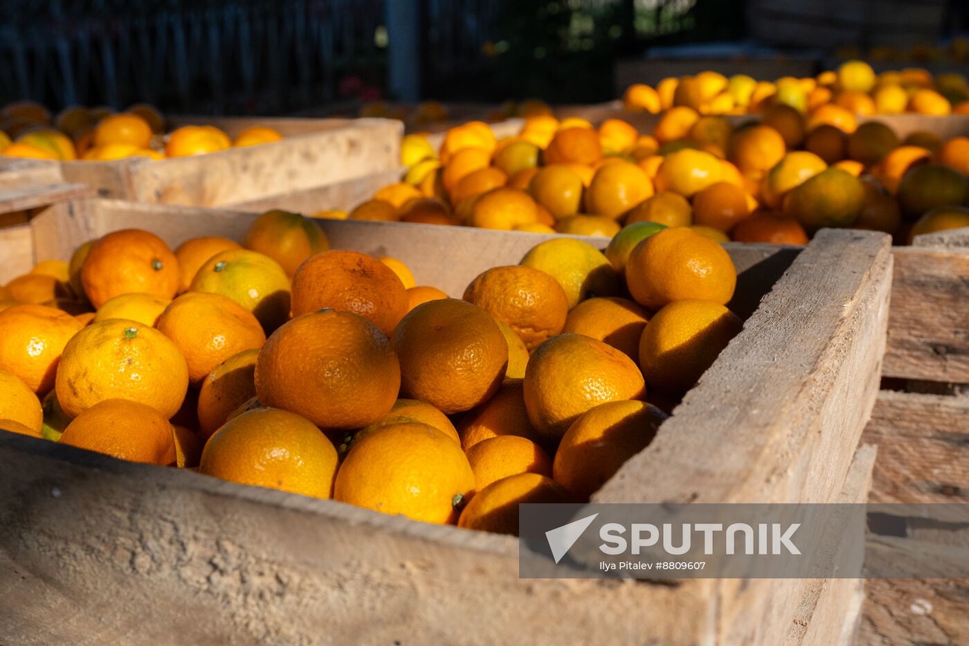 Abkhazia Agriculture Mandarines Harvesting