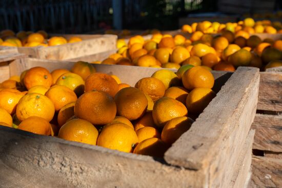 Abkhazia Agriculture Mandarines Harvesting