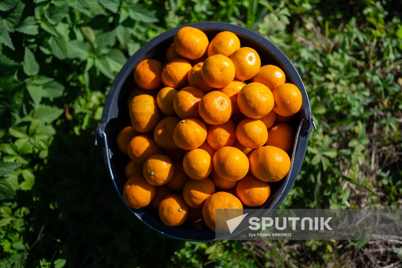 Abkhazia Agriculture Mandarines Harvesting