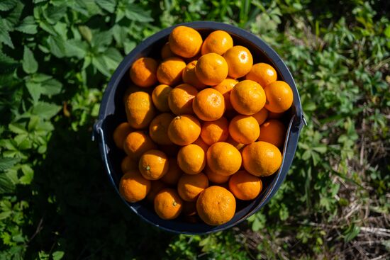 Abkhazia Agriculture Mandarines Harvesting