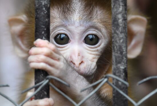 Abkhazia Monkey Nursery