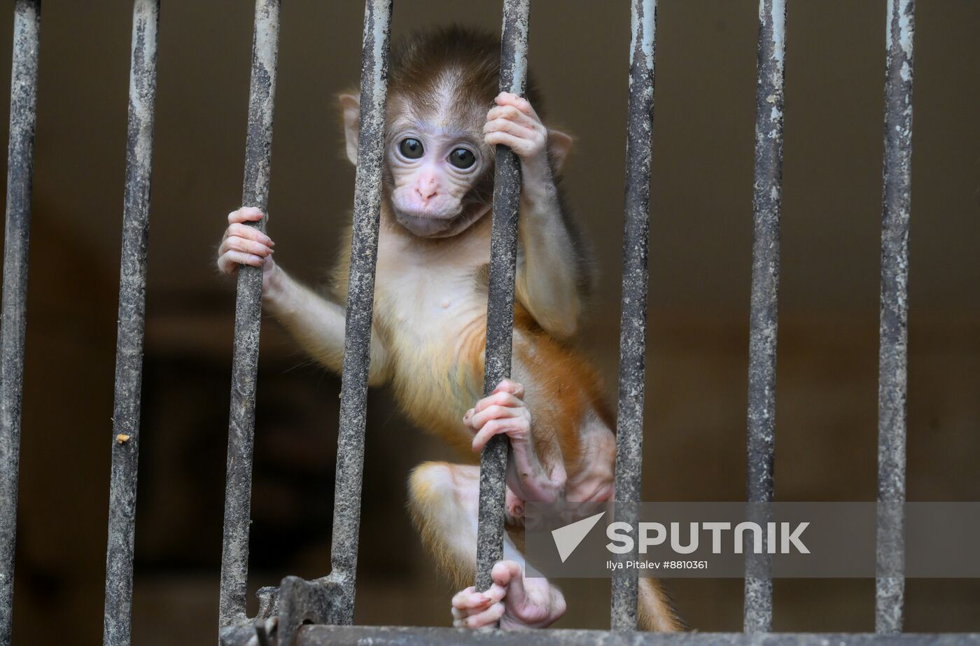 Abkhazia Monkey Nursery