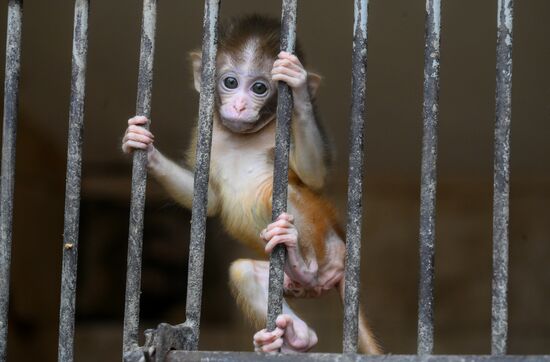 Abkhazia Monkey Nursery