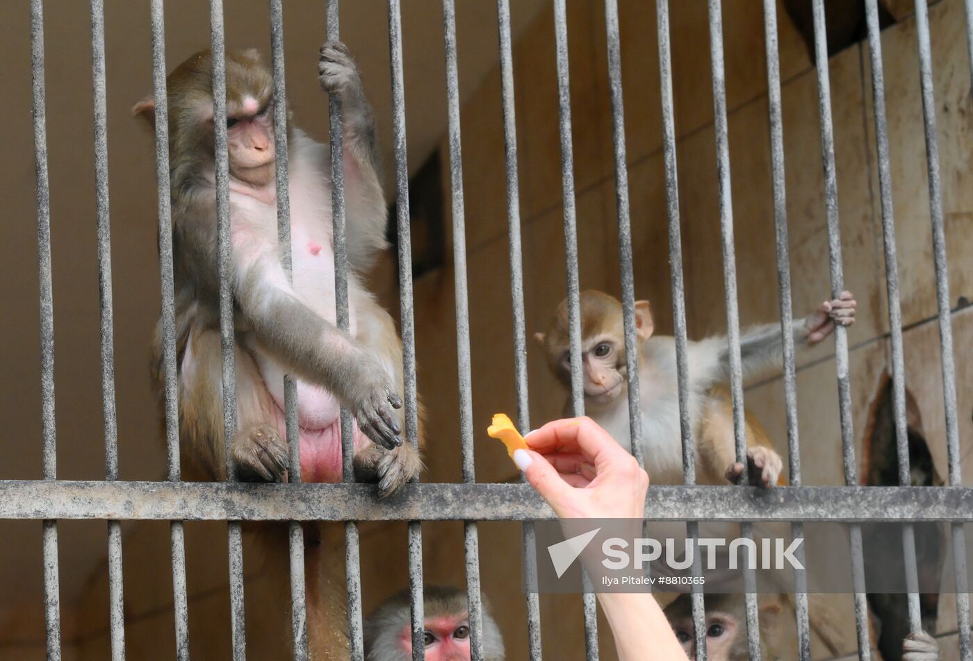 Abkhazia Monkey Nursery