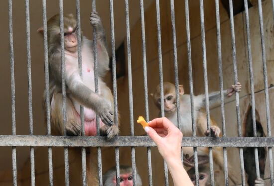 Abkhazia Monkey Nursery