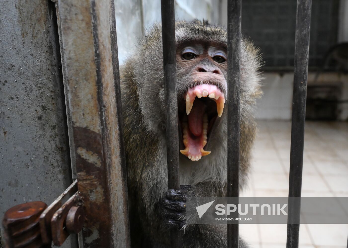 Abkhazia Monkey Nursery