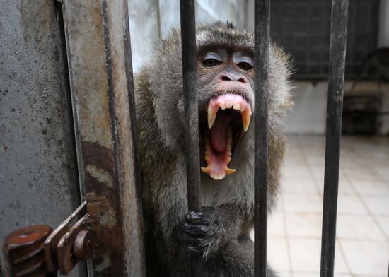 Abkhazia Monkey Nursery