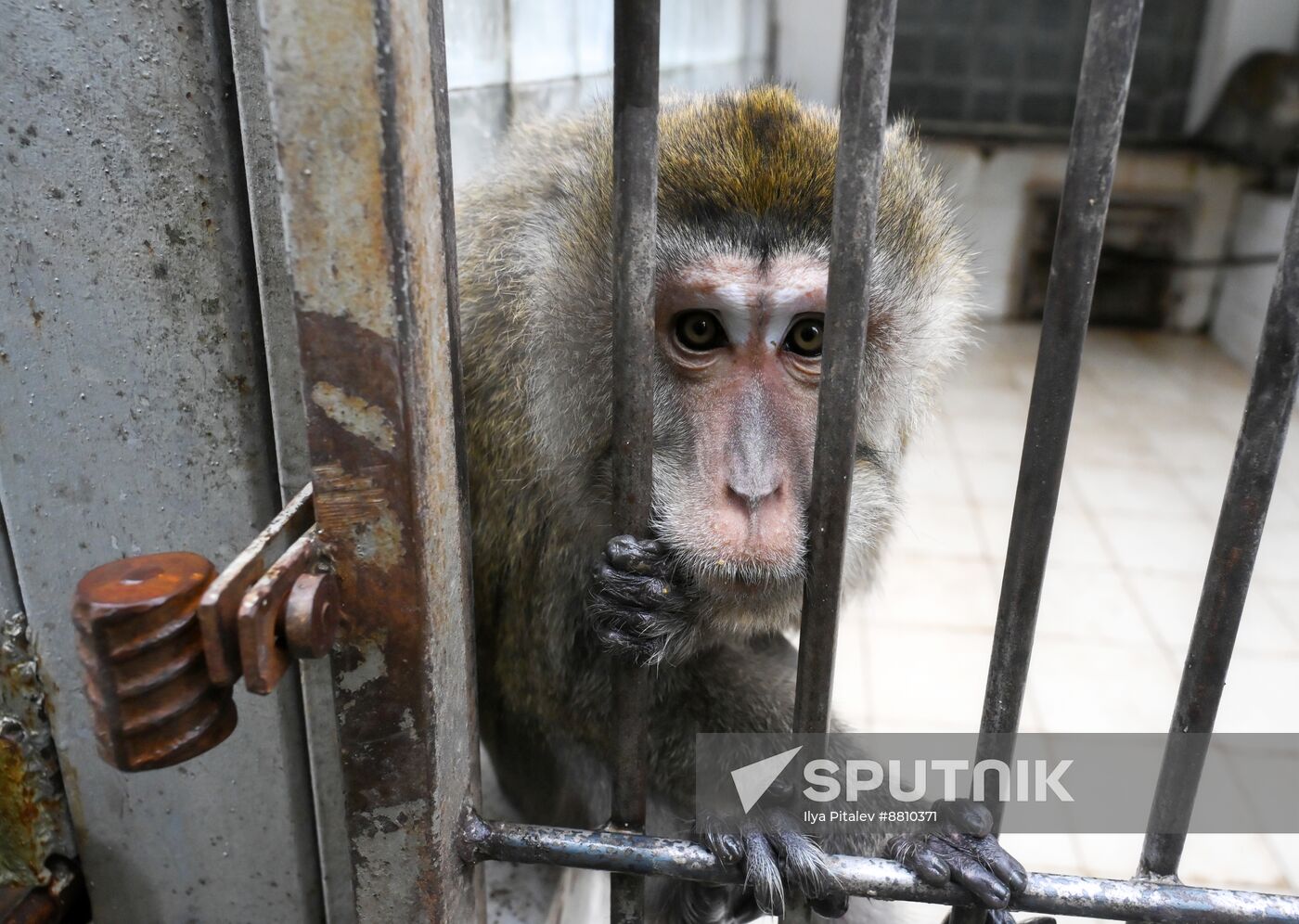 Abkhazia Monkey Nursery