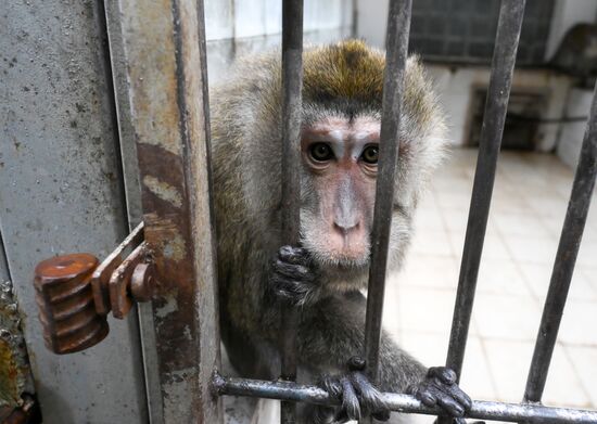 Abkhazia Monkey Nursery