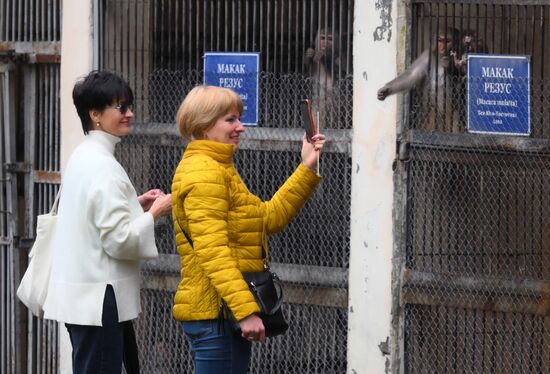 Abkhazia Monkey Nursery