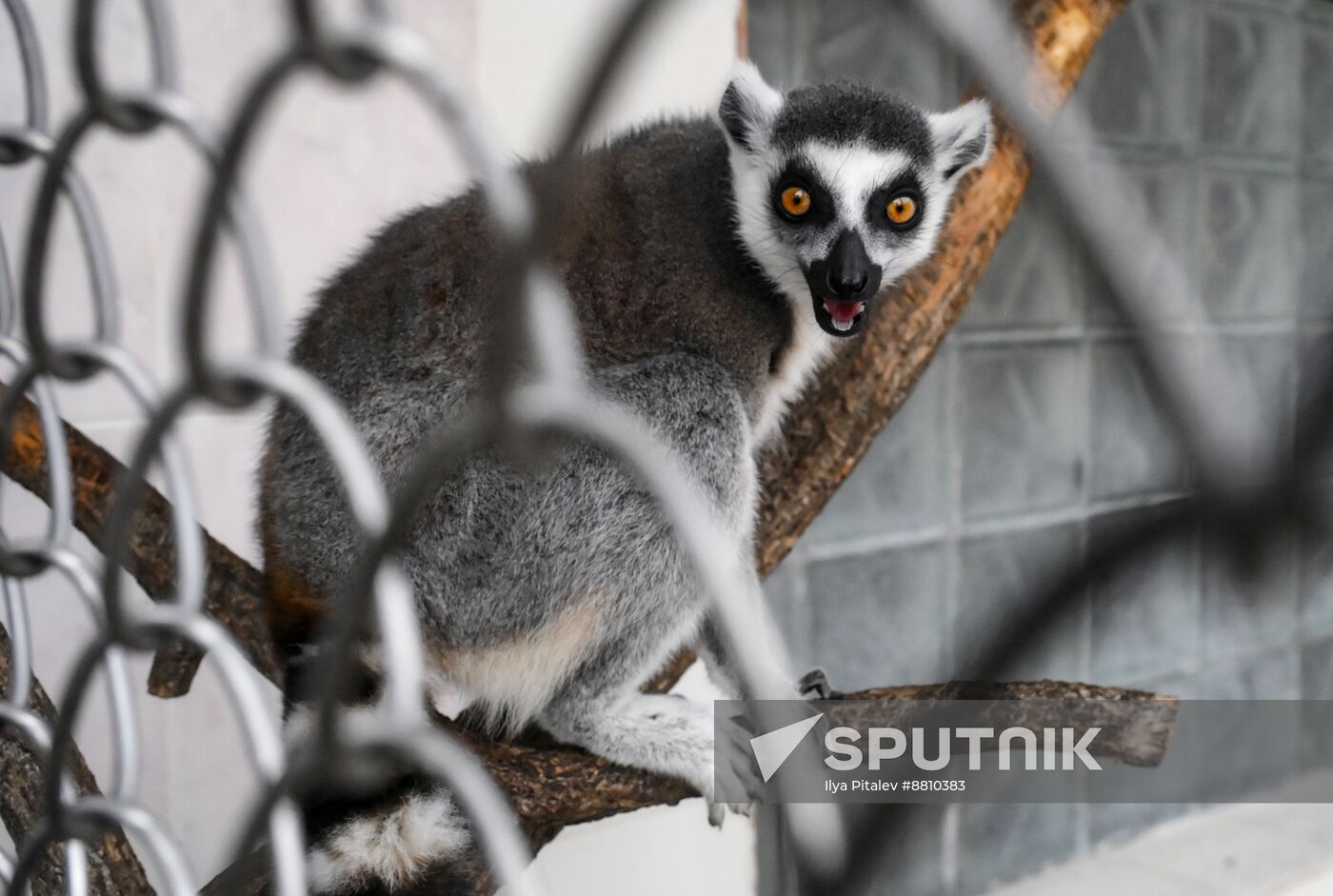 Abkhazia Monkey Nursery