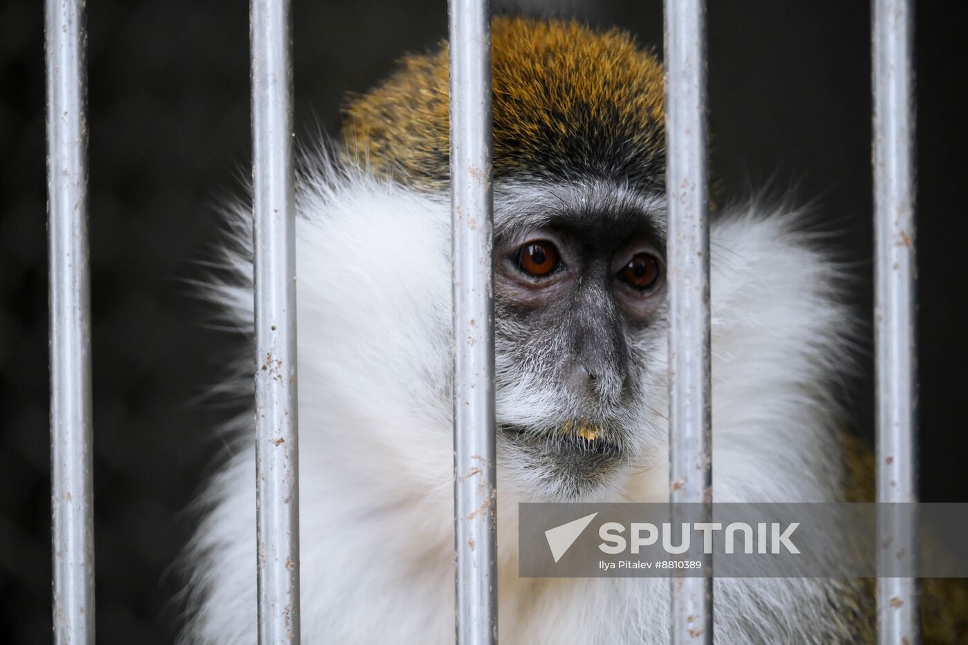 Abkhazia Monkey Nursery