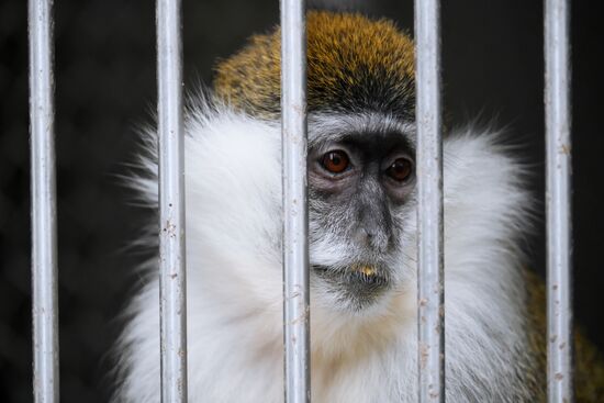 Abkhazia Monkey Nursery