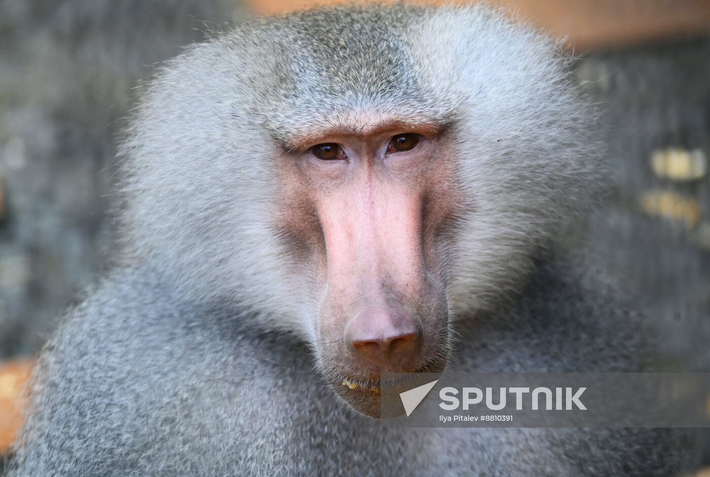 Abkhazia Monkey Nursery