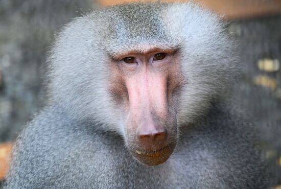 Abkhazia Monkey Nursery