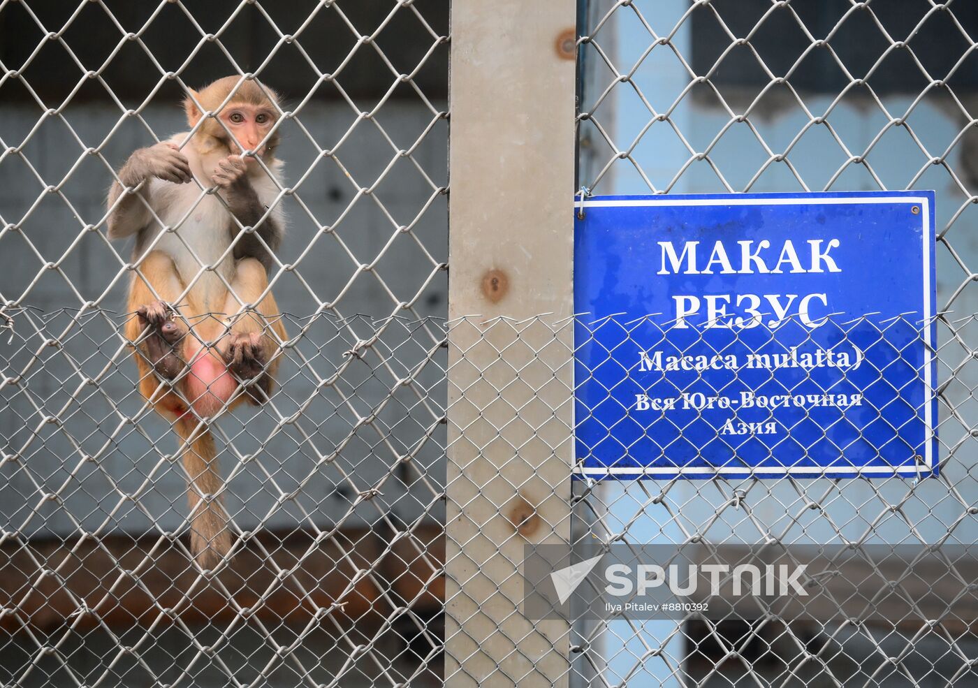 Abkhazia Monkey Nursery