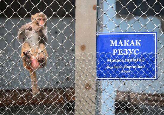 Abkhazia Monkey Nursery