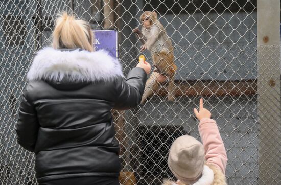 Abkhazia Monkey Nursery