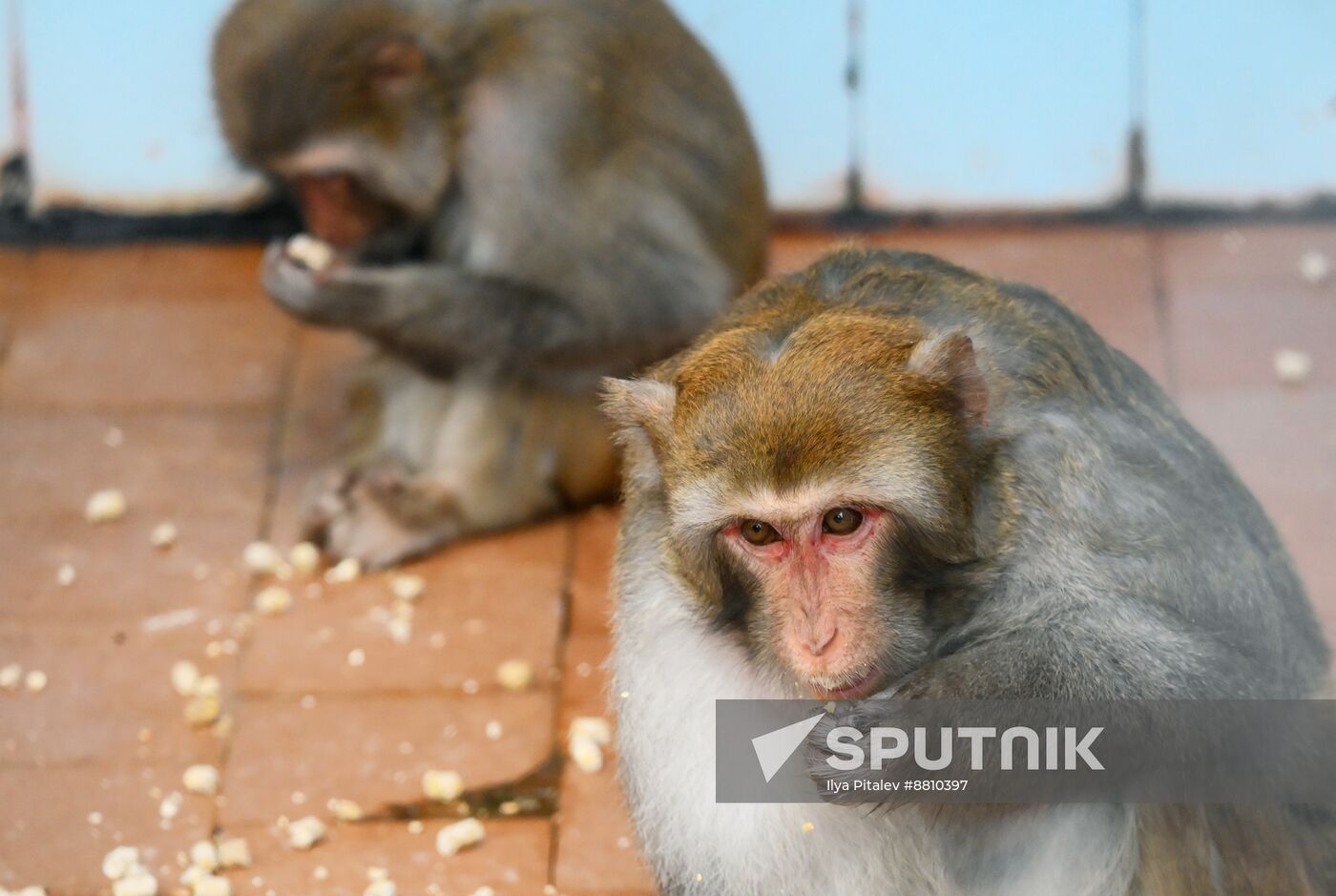 Abkhazia Monkey Nursery