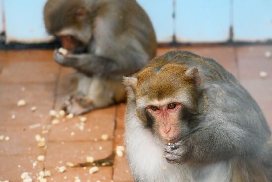 Abkhazia Monkey Nursery