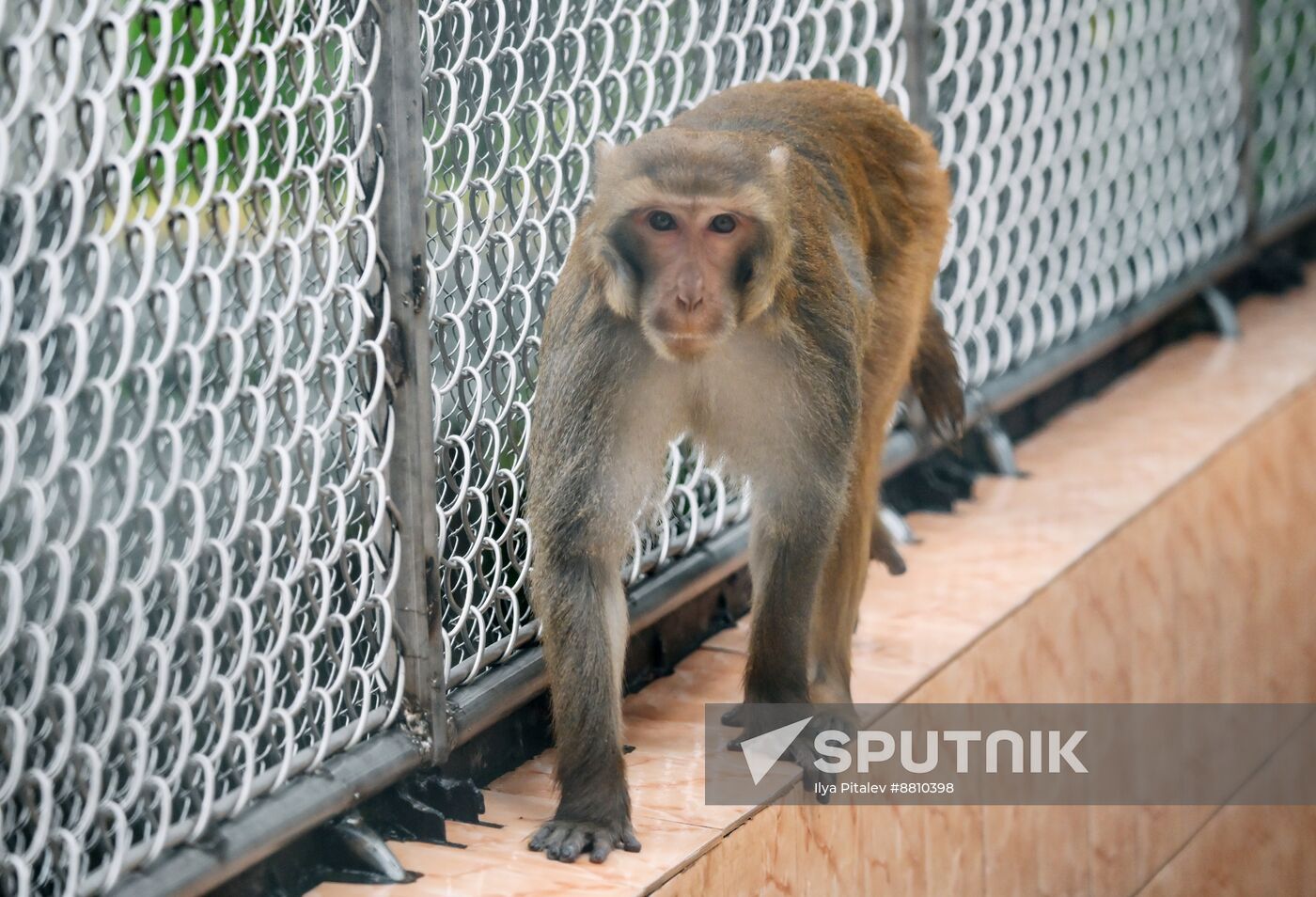 Abkhazia Monkey Nursery