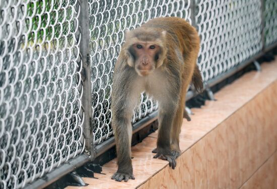 Abkhazia Monkey Nursery