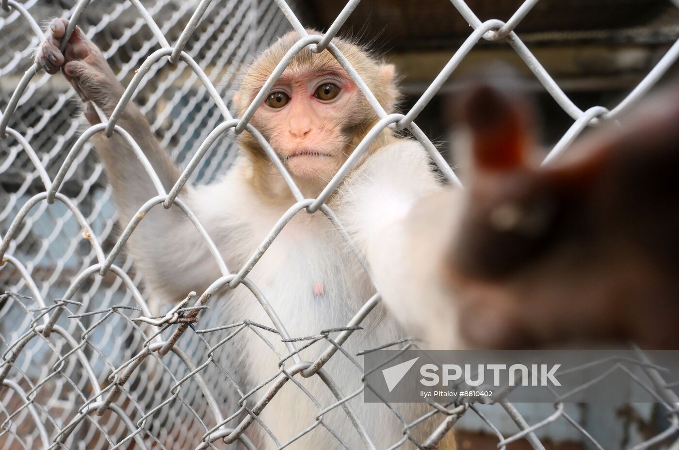 Abkhazia Monkey Nursery