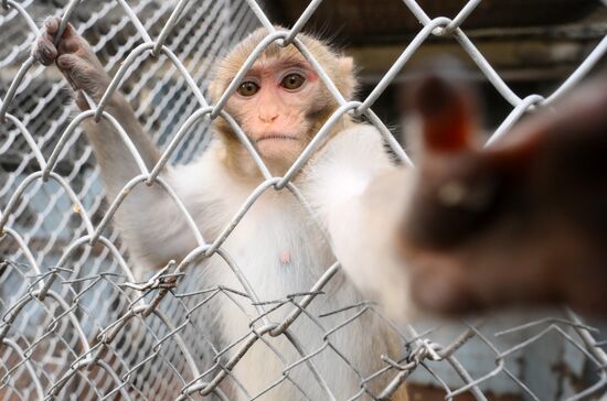 Abkhazia Monkey Nursery