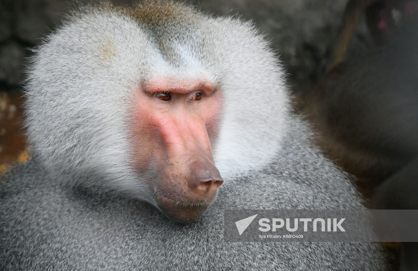Abkhazia Monkey Nursery