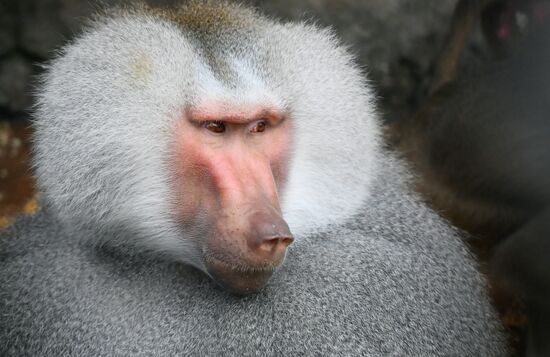 Abkhazia Monkey Nursery