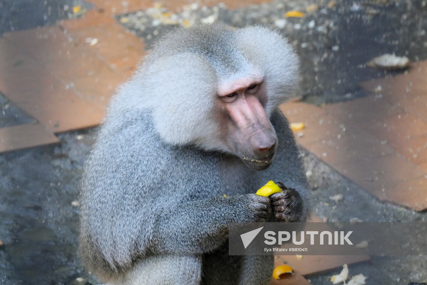 Abkhazia Monkey Nursery