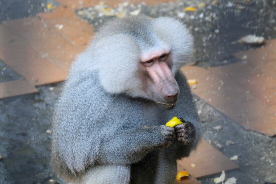 Abkhazia Monkey Nursery