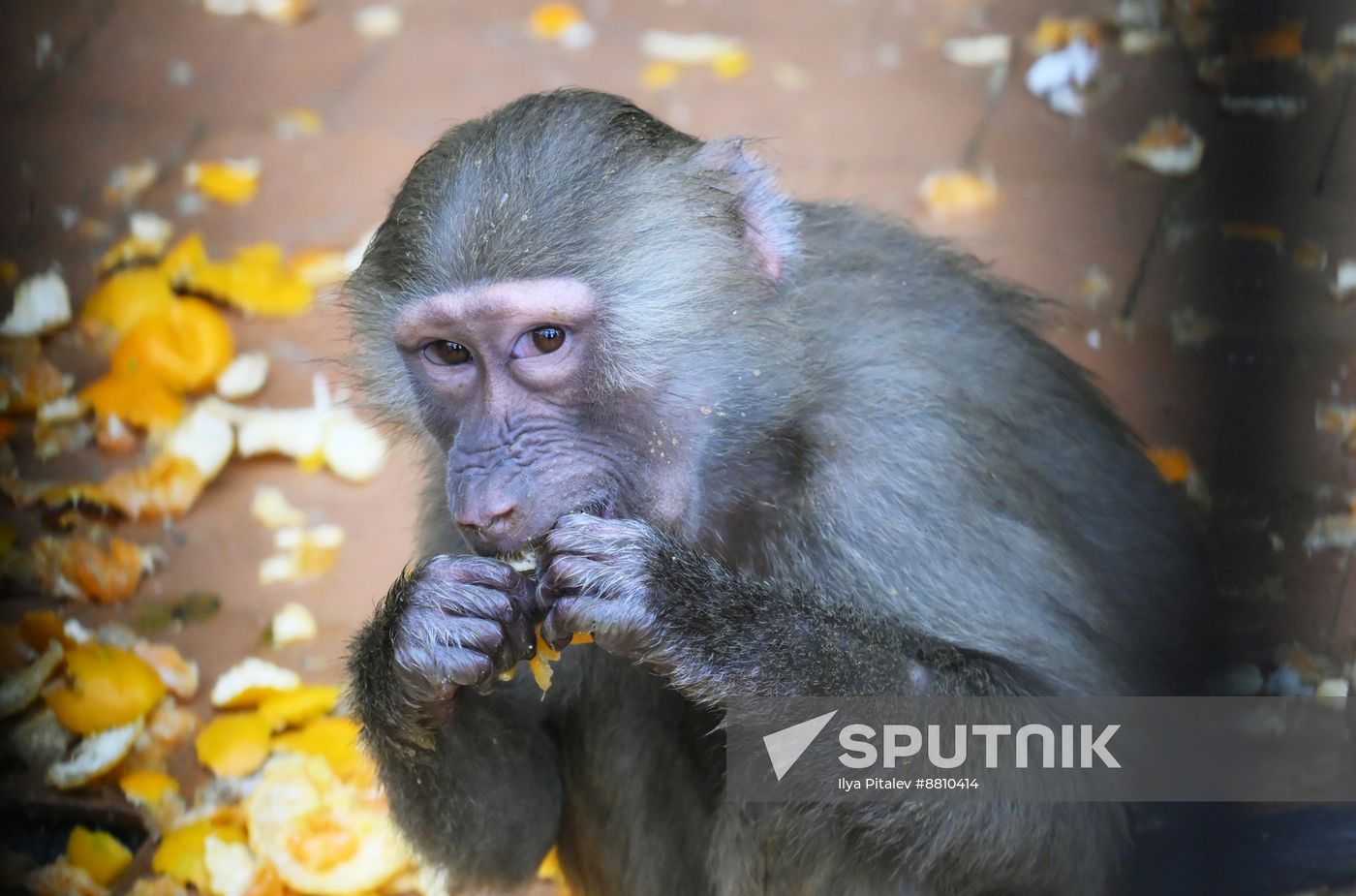 Abkhazia Monkey Nursery