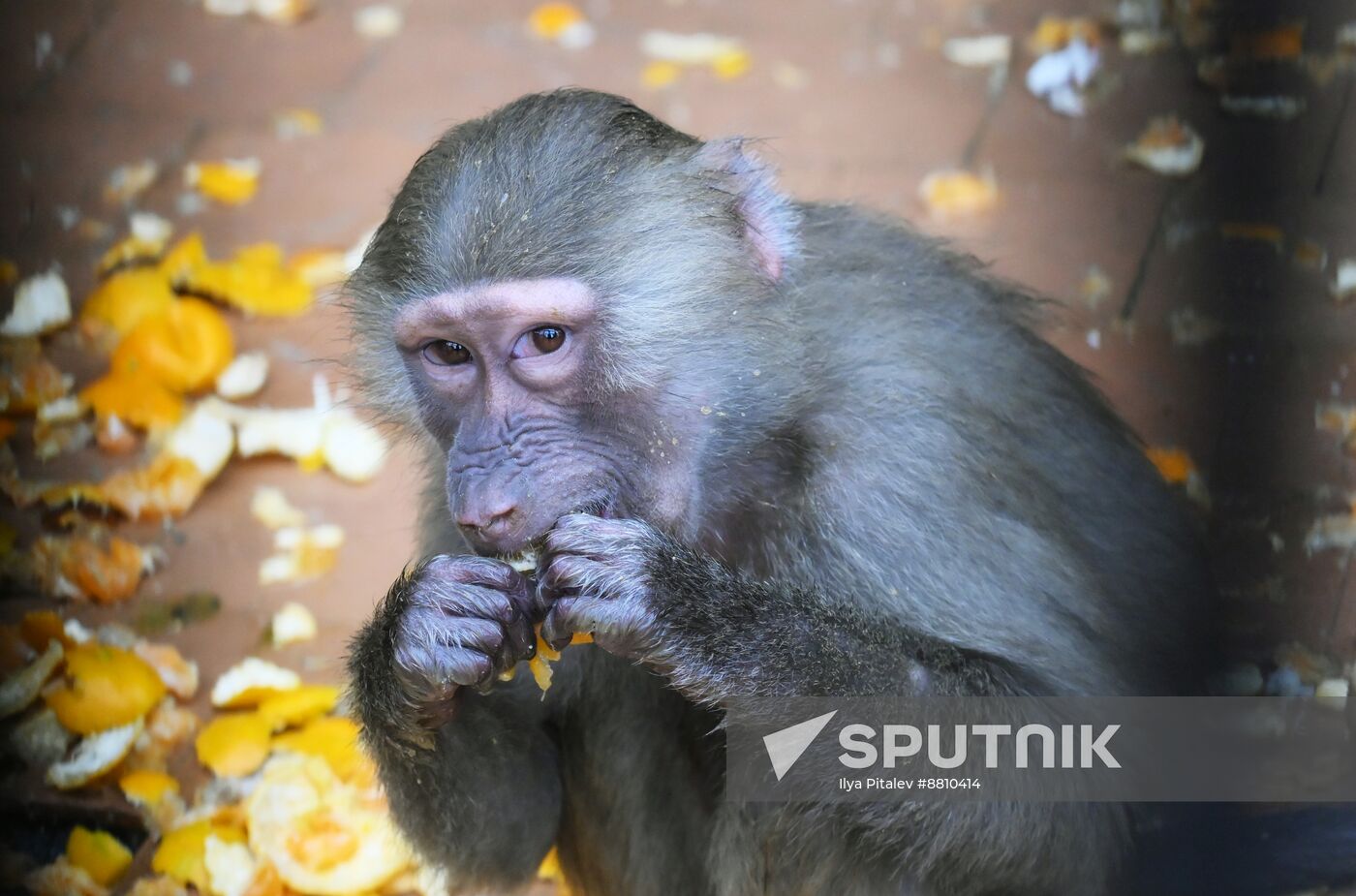 Abkhazia Monkey Nursery