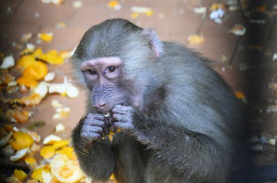 Abkhazia Monkey Nursery