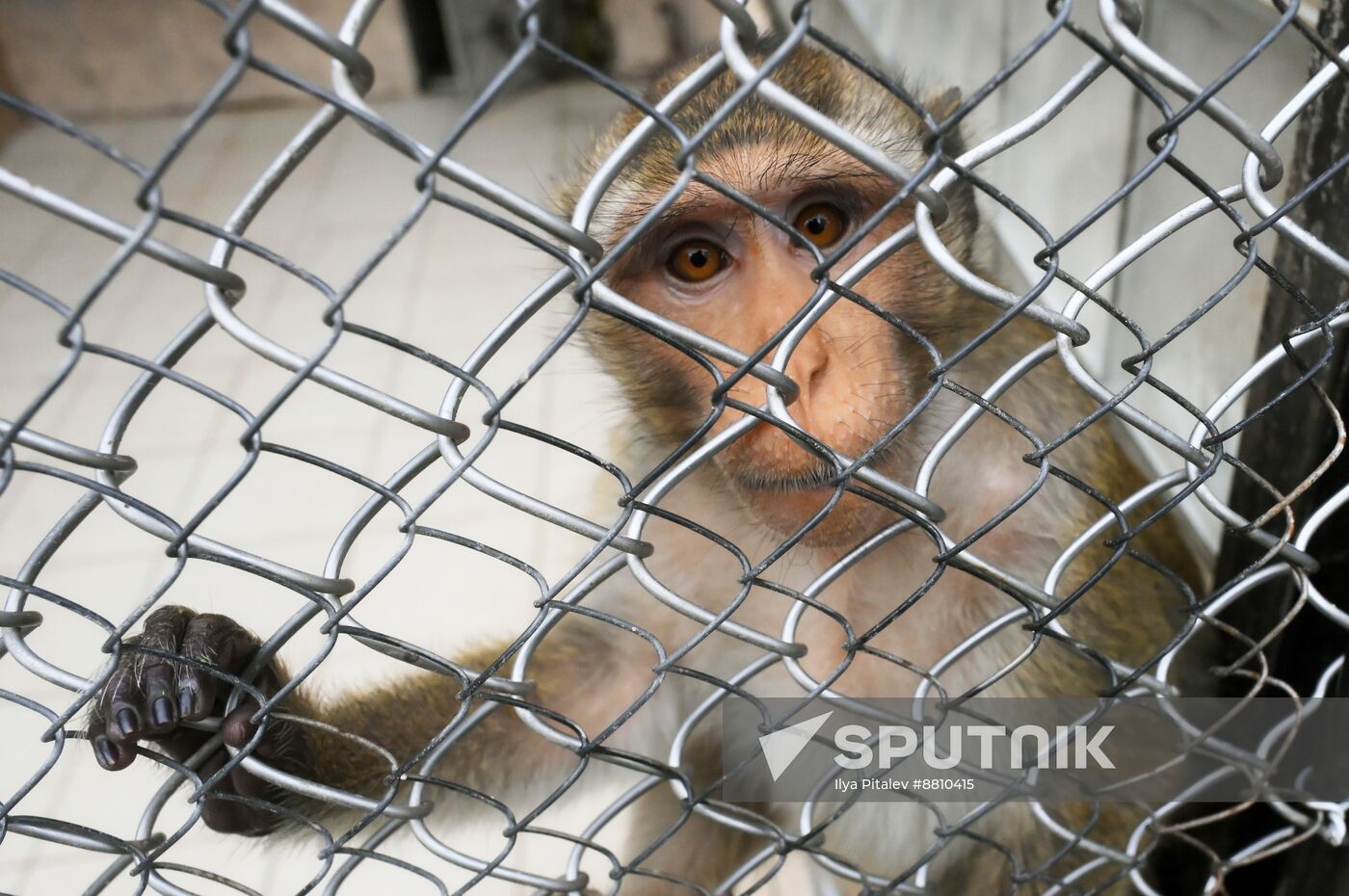 Abkhazia Monkey Nursery