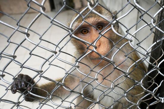 Abkhazia Monkey Nursery