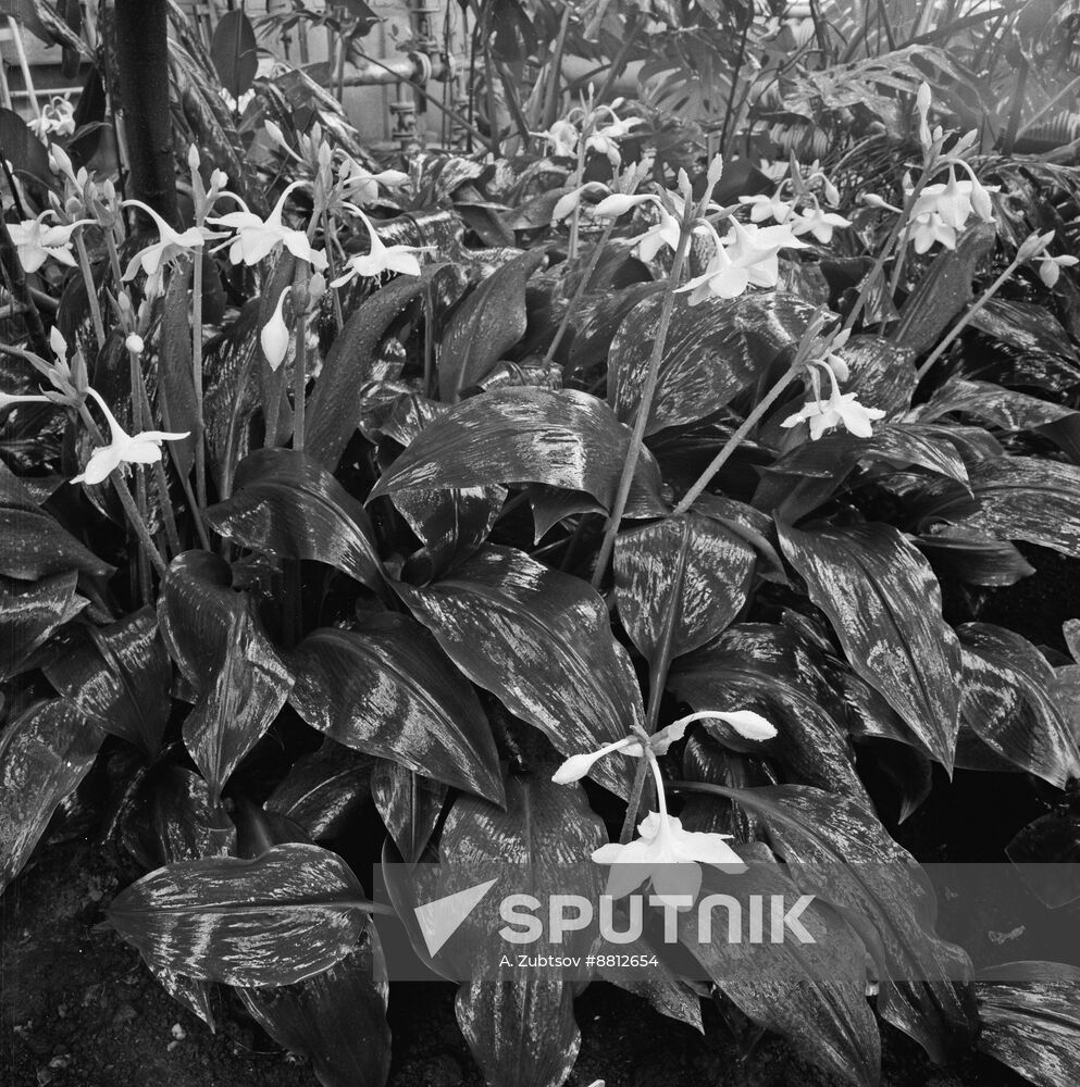 Greenhouse of Siberian Botanical Garden