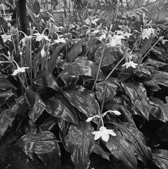 Greenhouse of Siberian Botanical Garden