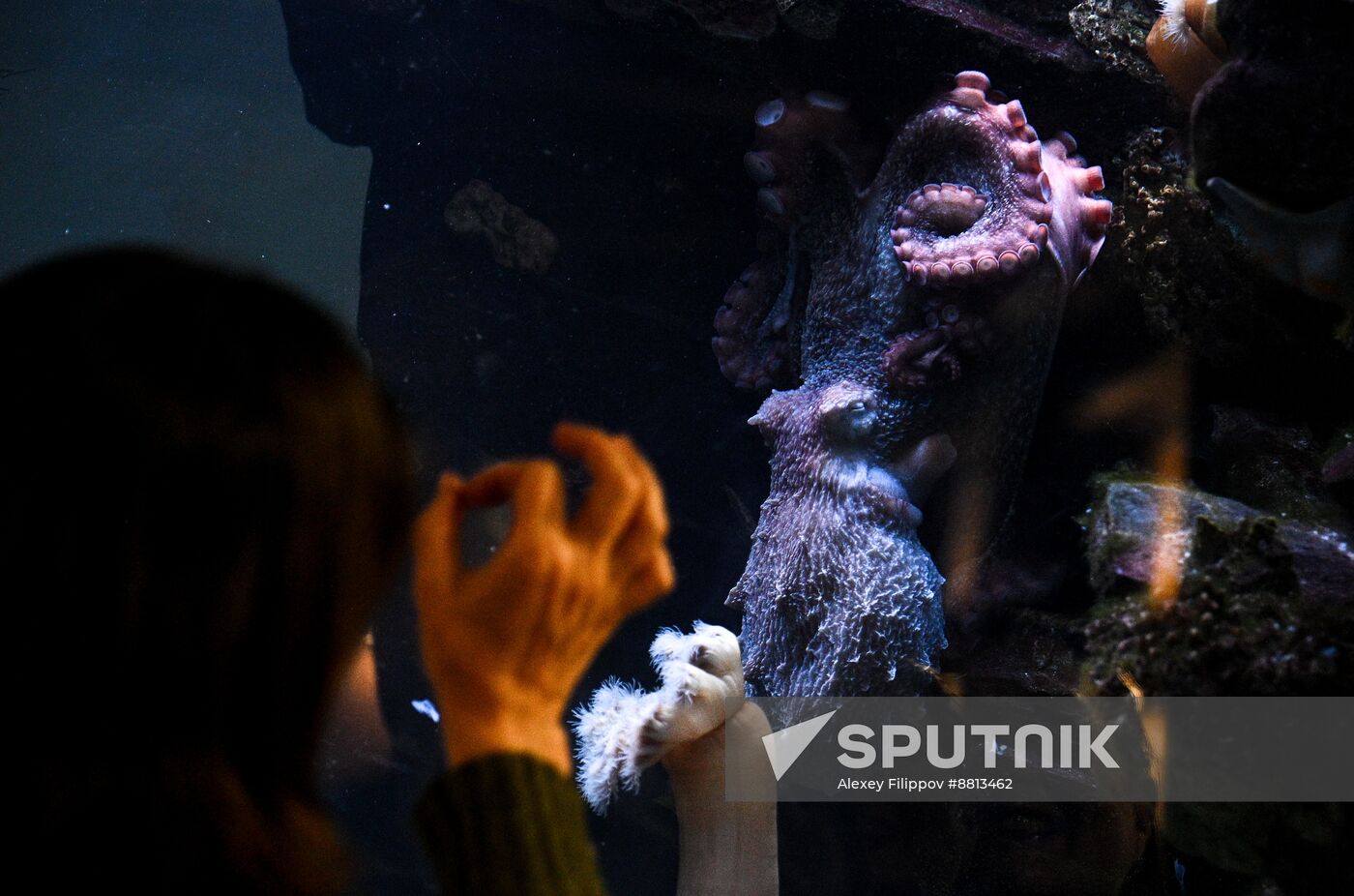 Russia Zoo Octopus
