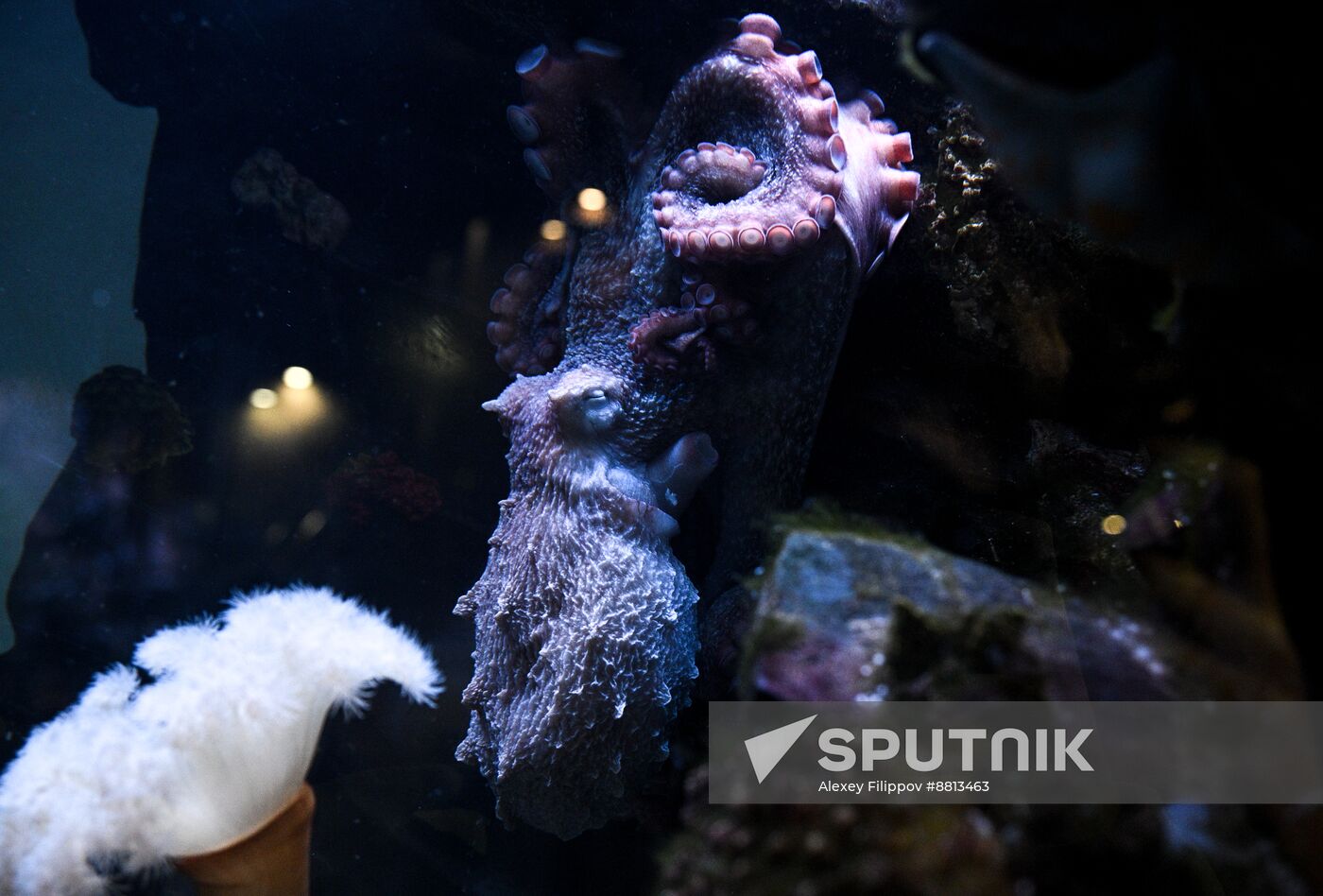 Russia Zoo Octopus