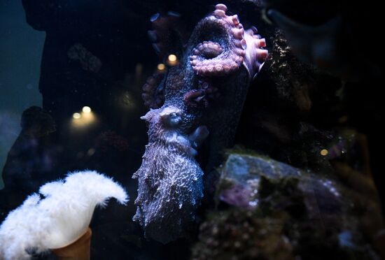 Russia Zoo Octopus