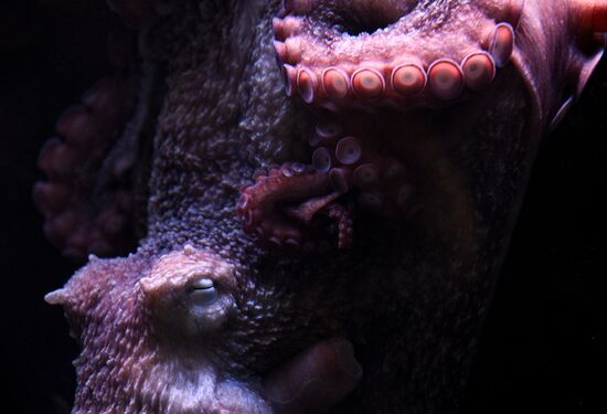 Russia Zoo Octopus