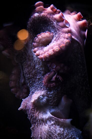 Russia Zoo Octopus