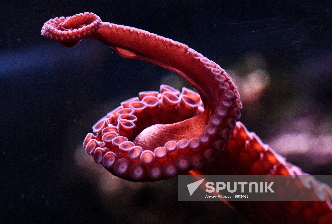 Russia Zoo Octopus