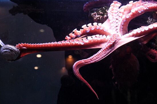 Russia Zoo Octopus